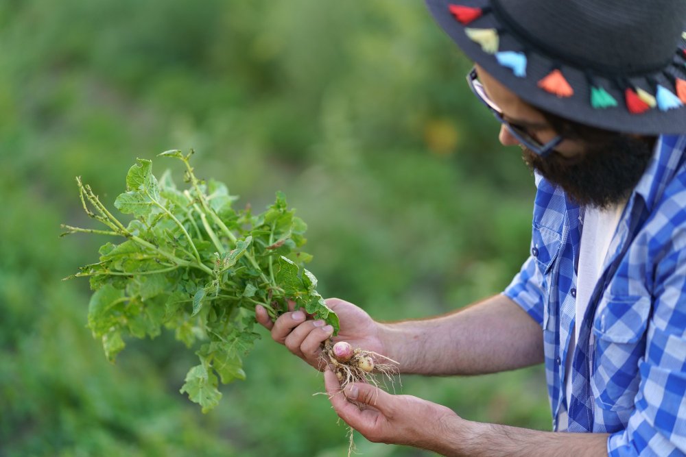 Fresh medicinal plants being harvested